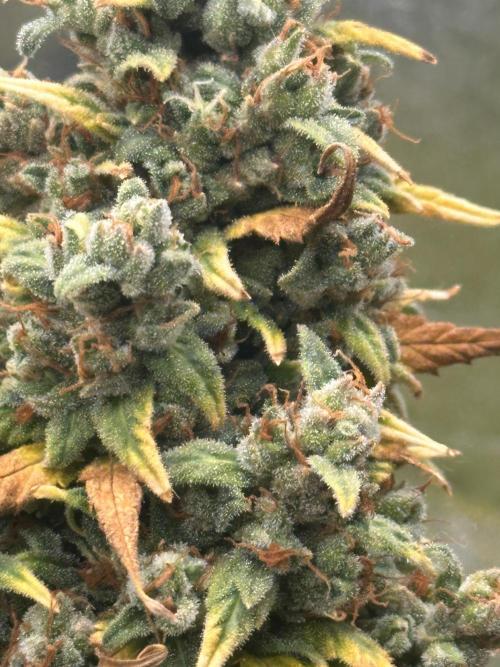 GORILLA Z (Direita) Yolanda. Week 13