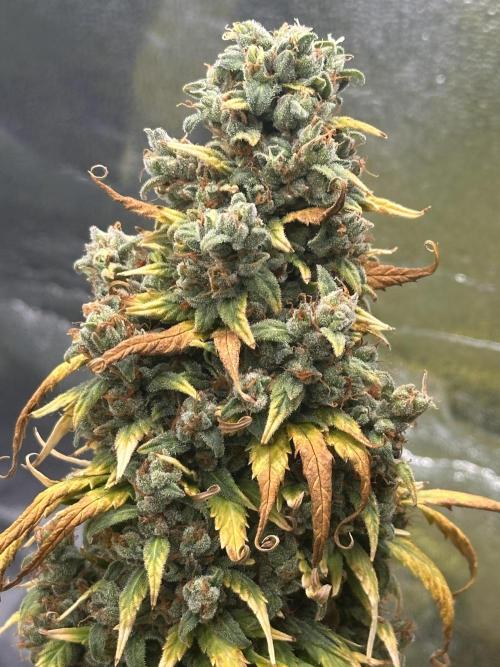 GORILLA Z (Direita) Yolanda. Week 13