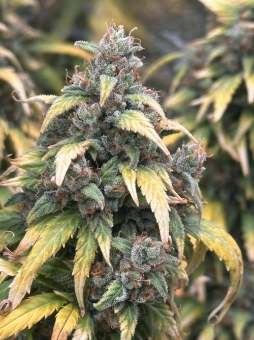 GORILLA Z (Direita) Yolanda. Week 13