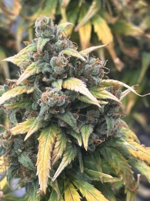 GORILLA Z (Direita) Yolanda. Week 13