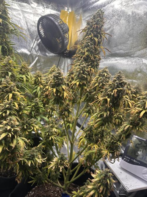 GORILLA Z (Direita) Yolanda. Week 13