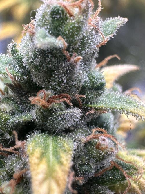 GORILLA Z (Direita) Yolanda. Week 13