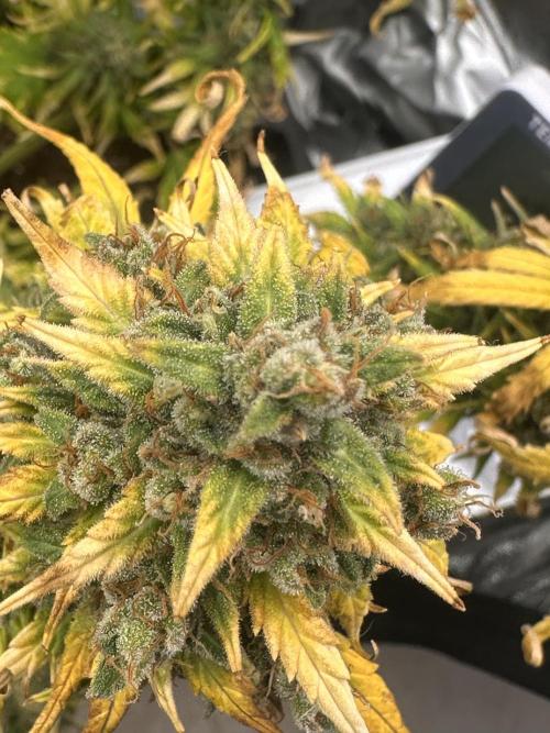 GORILLA Z (Direita) Yolanda. Week 13