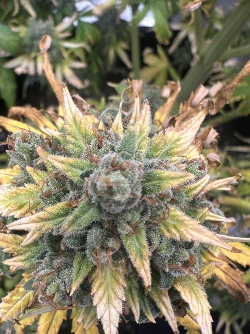 GORILLA Z (Direita) Yolanda. Week 13