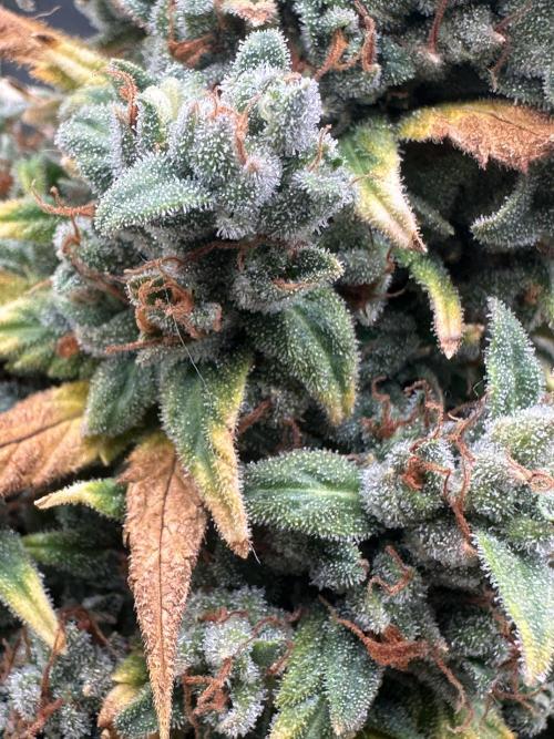 GORILLA Z (Direita) Yolanda. Week 13