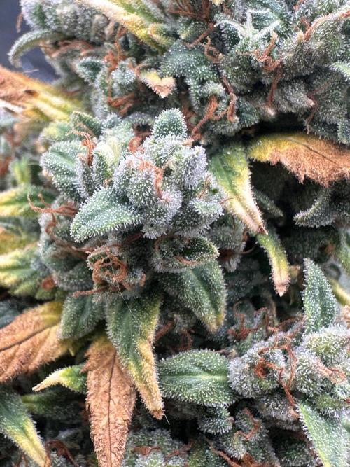 GORILLA Z (Direita) Yolanda. Week 13