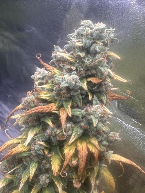 GORILLA Z (Direita) Yolanda. Week 13