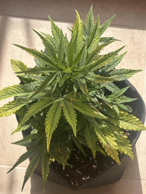 GUAVA AUTO (Blue) Maria Joana. Week 6