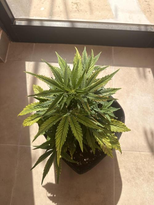 GUAVA AUTO (Blue) Maria Joana. Week 6