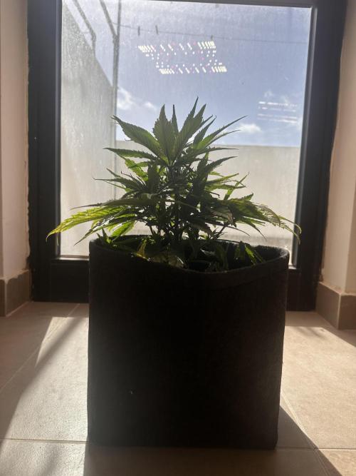 GUAVA AUTO (Blue) Maria Joana. Week 6