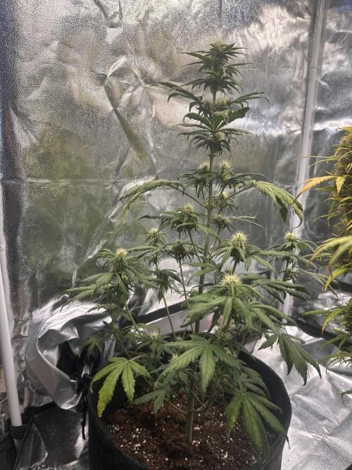 GUAVA AUTO - Becky. Week 6