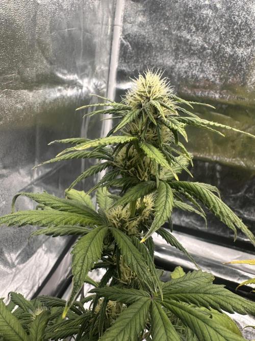 GUAVA AUTO - Becky. Week 6