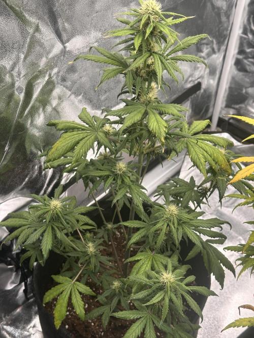 GUAVA AUTO - Becky. Week 6