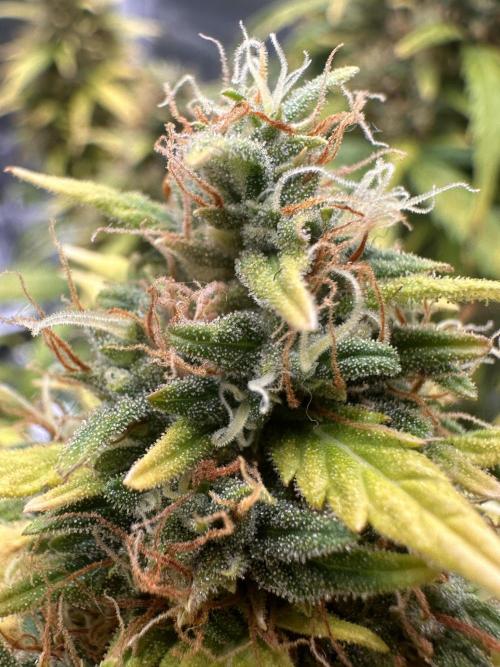 GORILLA Z (Esquerda) Priscila. Week 13