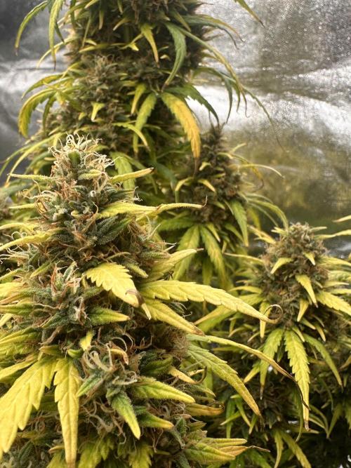 GORILLA Z (Esquerda) Priscila. Week 13