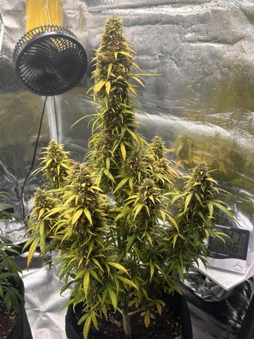 GORILLA Z (Esquerda) Priscila. Week 13