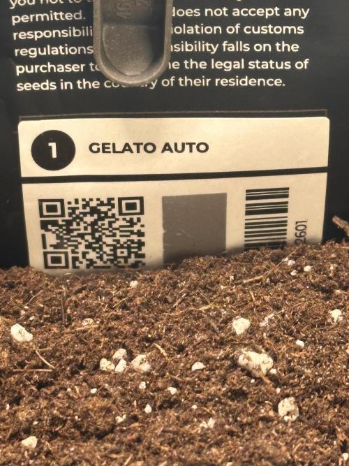 GELATO AUTO. Week 0