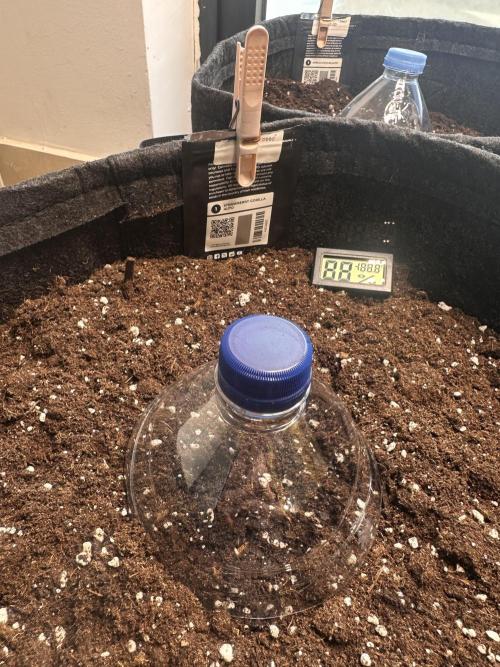 STRAWBERRY GORILLA AUTO. Week 0