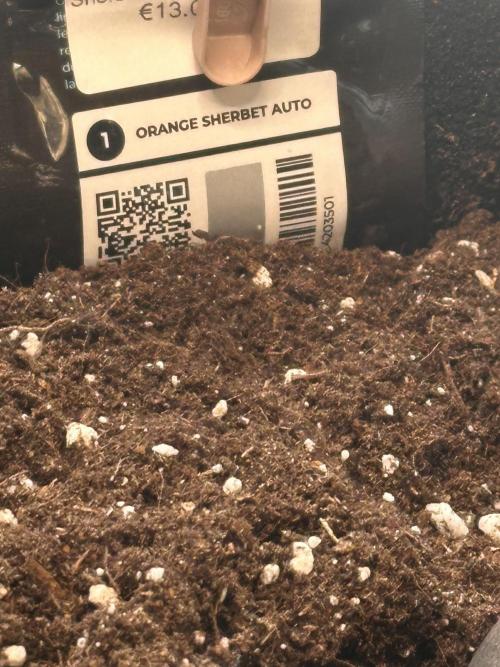 ORANGE SHERBERT AUTO. Week 0