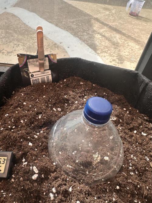 ORANGE SHERBERT AUTO. Week 0