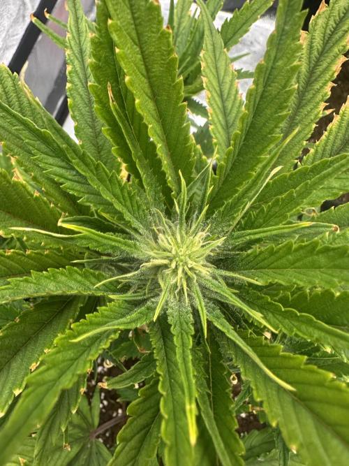 GUAVA AUTO (Blue) Maria Joana. Week 7