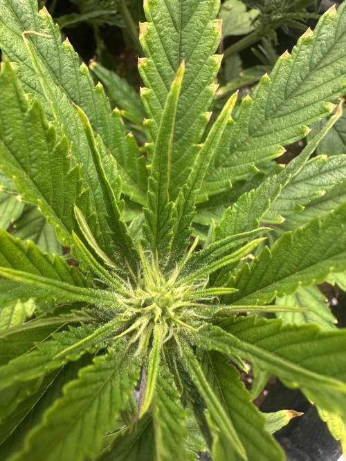 GUAVA AUTO (Blue) Maria Joana. Week 7