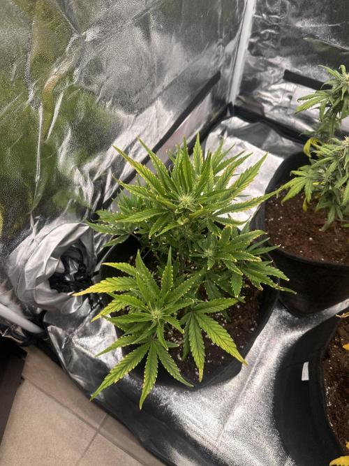 GUAVA AUTO (Blue) Maria Joana. Week 7