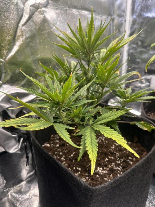 GUAVA AUTO (Blue) Maria Joana. Week 7