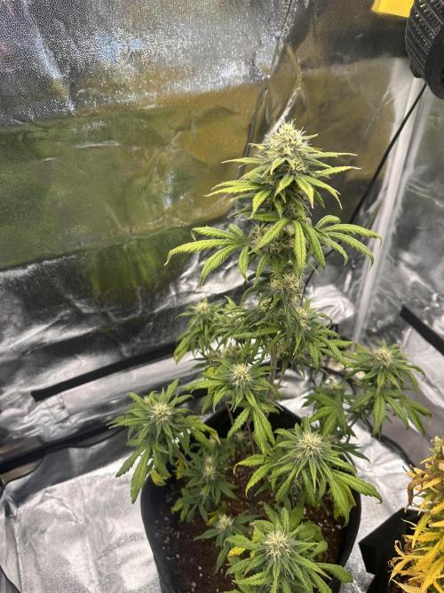 GUAVA AUTO - Becky. Week 7
