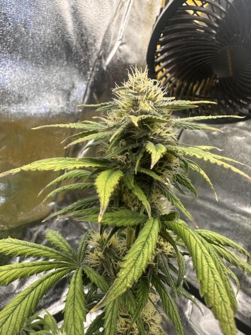 GUAVA AUTO - Becky. Week 7