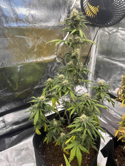 GUAVA AUTO - Becky. Week 7
