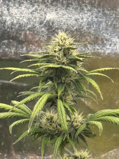 GUAVA AUTO - Becky. Week 7