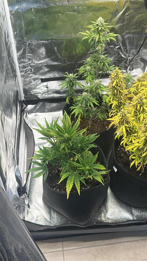 GUAVA AUTO - Becky. Week 7
