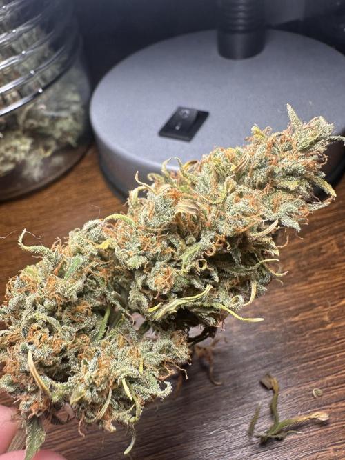 GORILLA Z (Direita) Yolanda. Week 14
