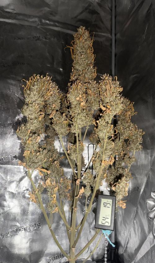 GORILLA Z (Direita) Yolanda. Week 14