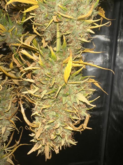GORILLA Z (Esquerda) Priscila. Week 14