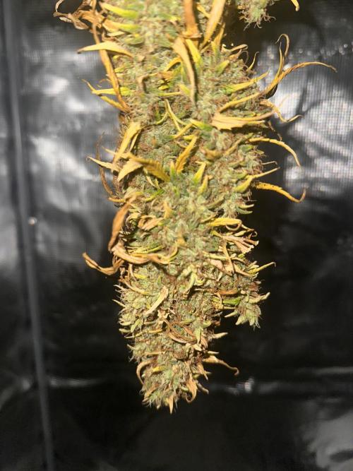GORILLA Z (Esquerda) Priscila. Week 14