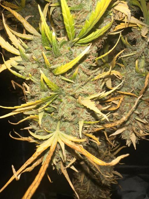 GORILLA Z (Esquerda) Priscila. Week 14