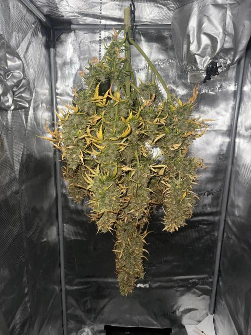 GORILLA Z (Esquerda) Priscila. Week 14