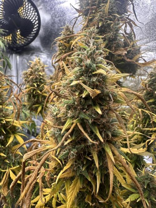 GORILLA Z (Esquerda) Priscila. Week 14