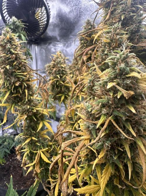 GORILLA Z (Esquerda) Priscila. Week 14
