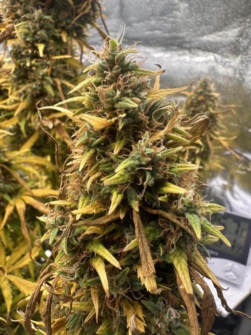 GORILLA Z (Esquerda) Priscila. Week 14