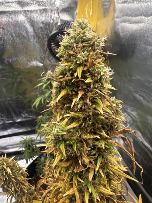 GORILLA Z (Esquerda) Priscila. Week 14