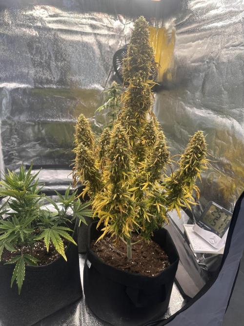 GORILLA Z (Esquerda) Priscila. Week 14