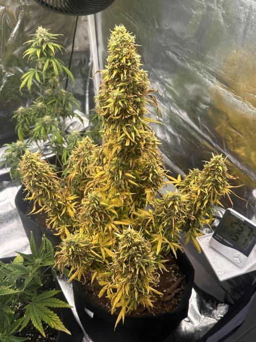 GORILLA Z (Esquerda) Priscila. Week 14