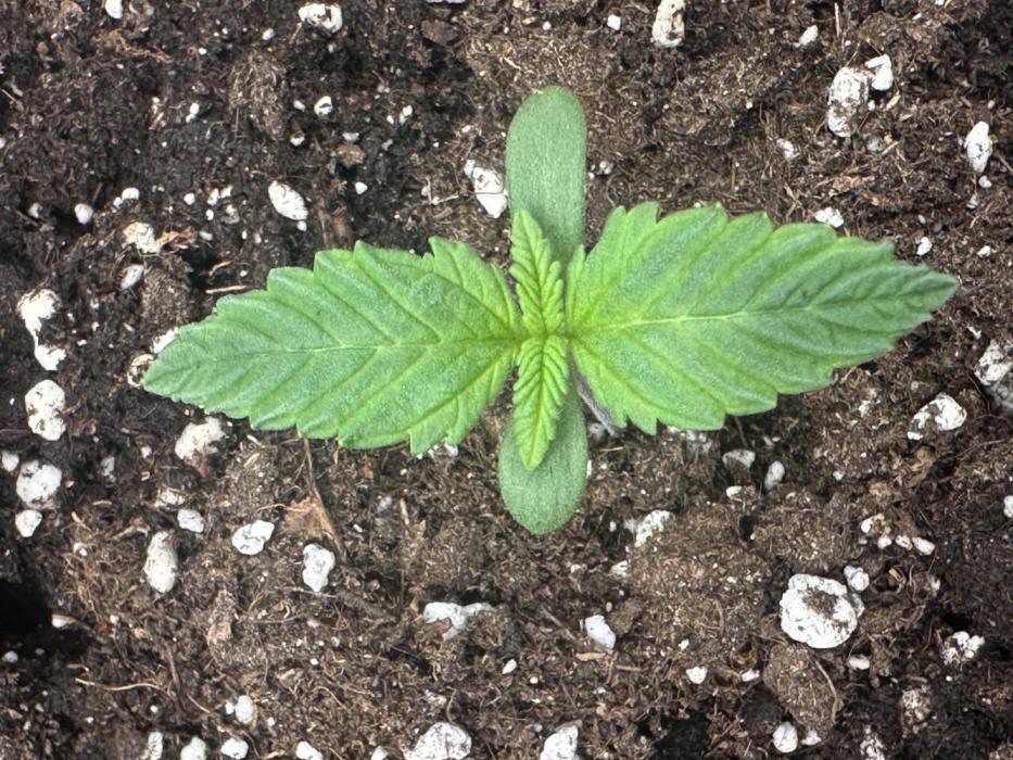 ORANGE SHERBERT AUTO. Week 1