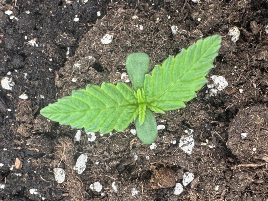 GORILLA COOKIES AUTO. Week 1