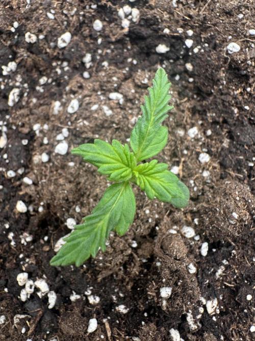 STRAWBERRY GORILLA AUTO. Week 1