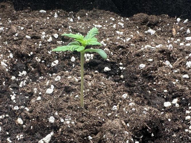 STRAWBERRY GORILLA AUTO. Week 1