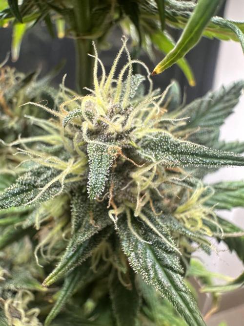 GUAVA AUTO - Becky. Week 8